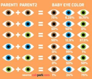 Baby Eye Color Calculator | calcpark.com