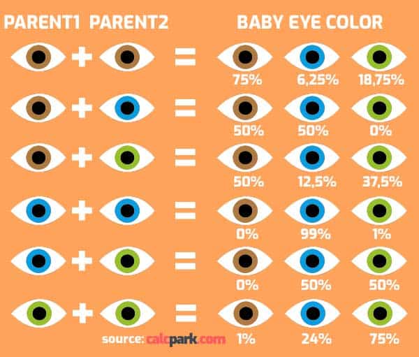 Baby Eye Colour Calculator - CalcPark.com